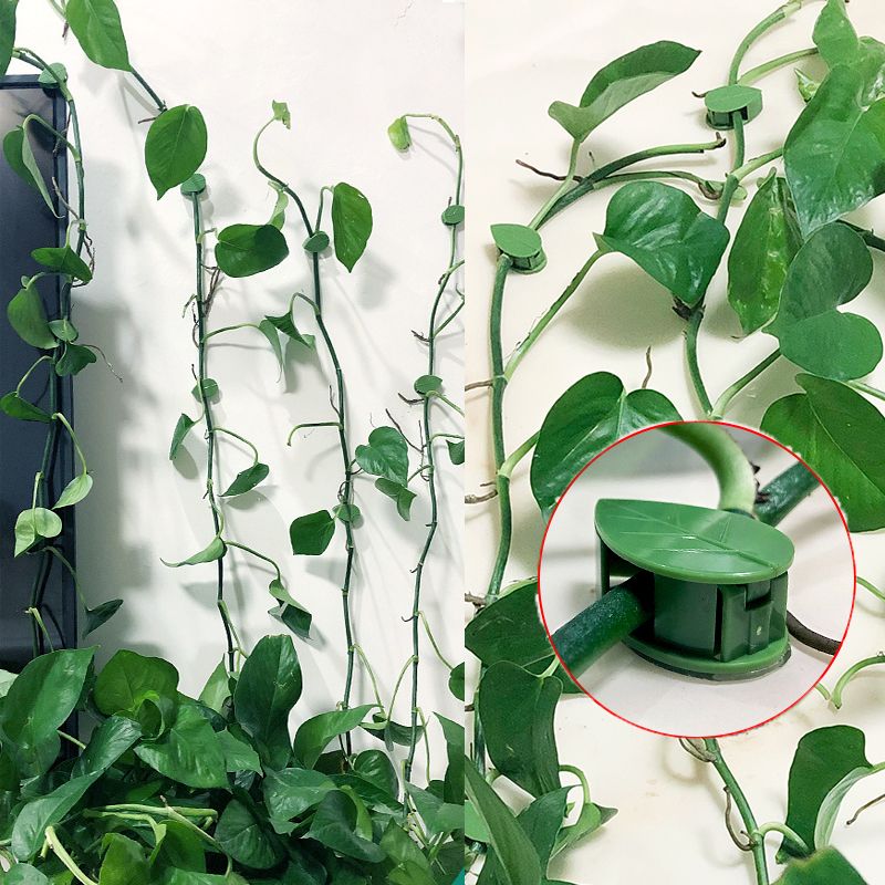Vine Climbing Plastic - 10/30/50 Adet Bitki Tırmanma Duvarı Bağlantı